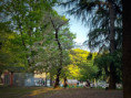 /album/trend/170-cherry-blossoms-that-have-not-yet-fallen-jpg/